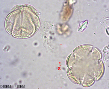 ISEM 1/Lepechinia_meyenii_19884/Lepechinia_meyenii_19884_0001(copy)_thumb.jpg